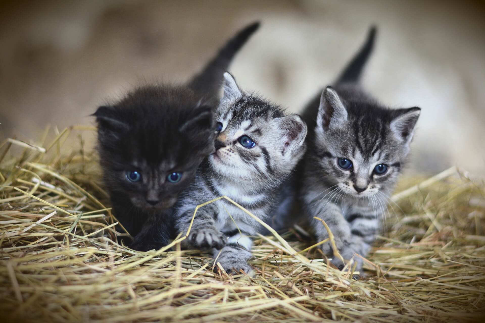 【夢占い】どんな猫が出てくる夢だった？