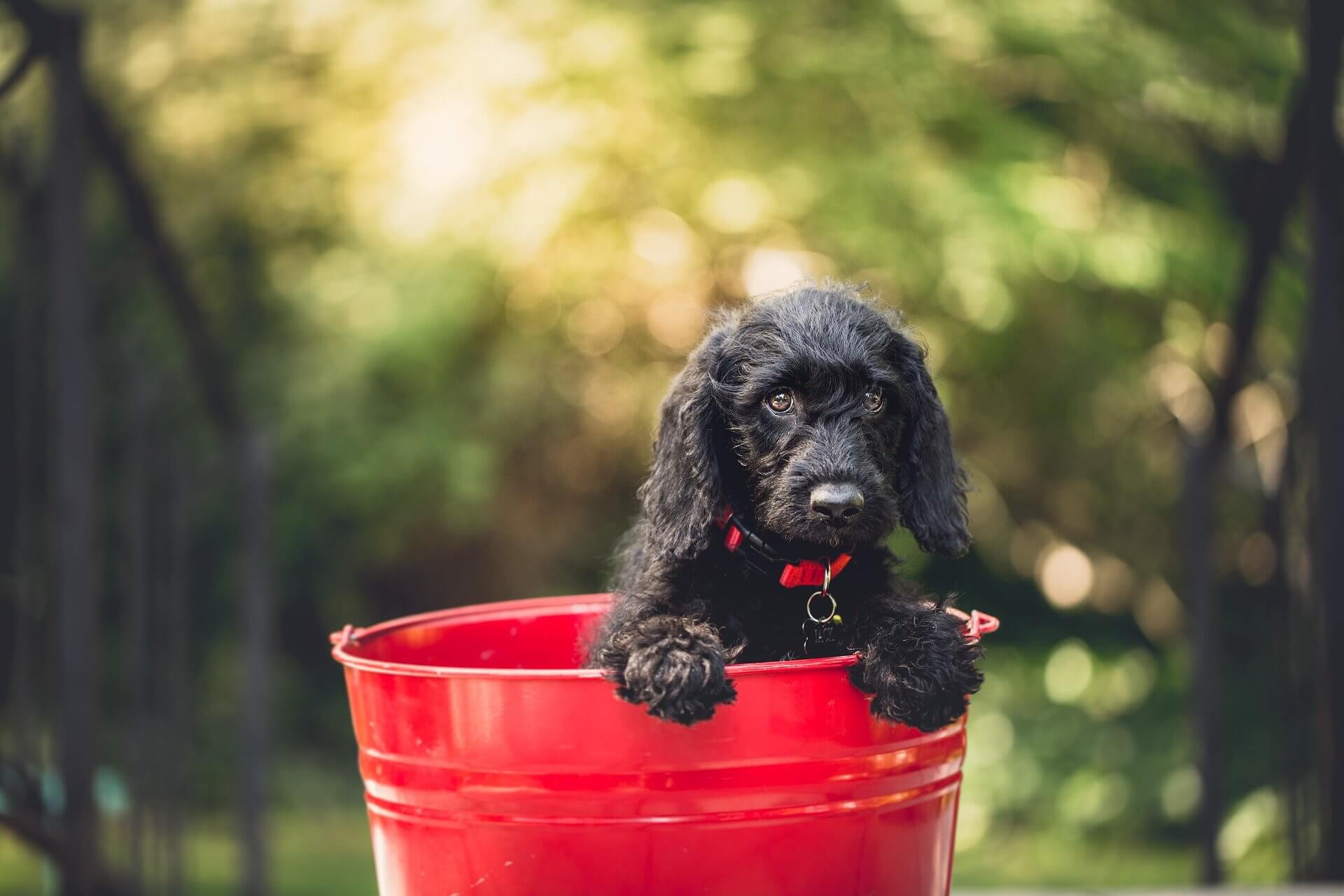 【夢占い】夢の中で犬に起きたことは？