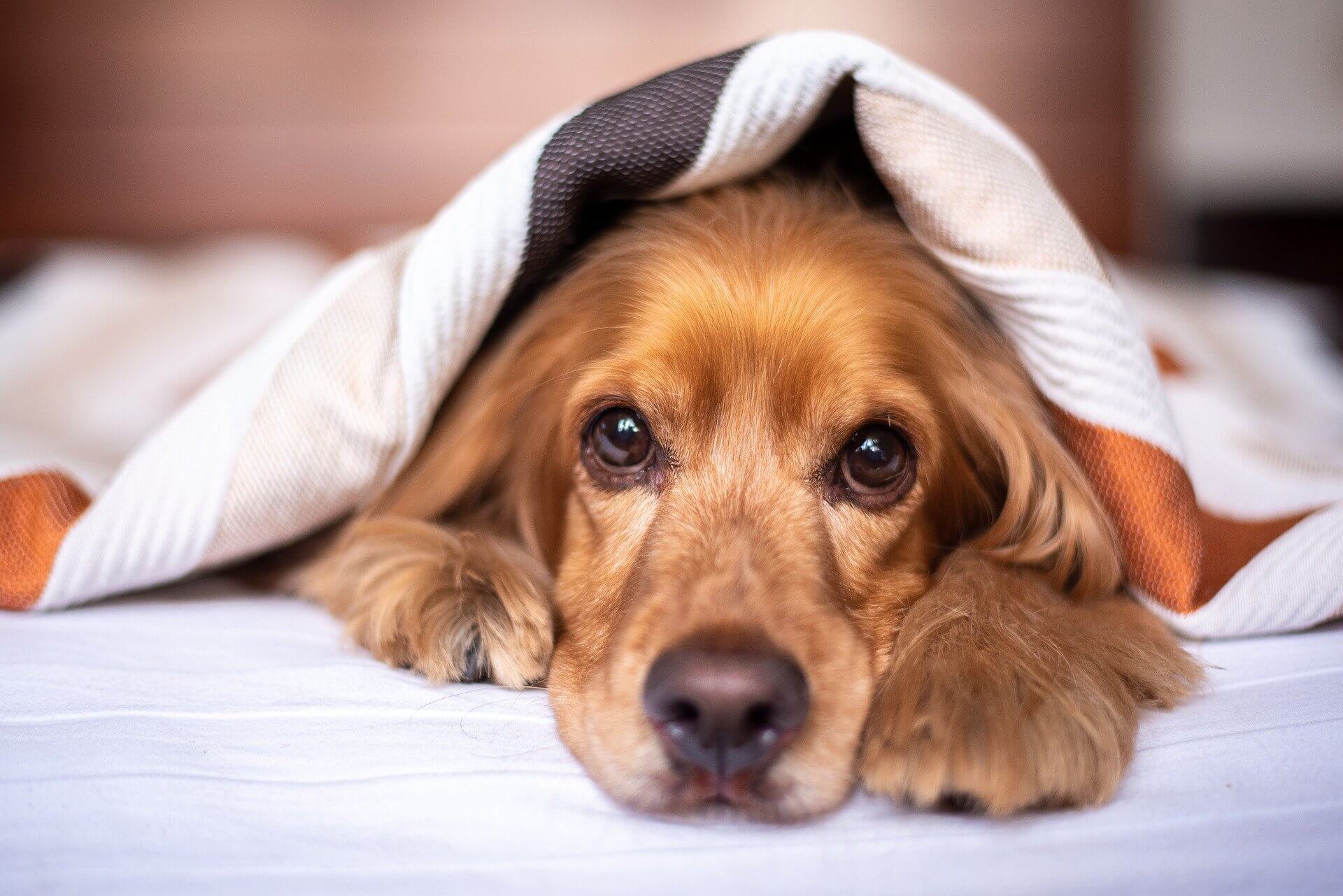 【夢占い】犬の夢にある基本的な意味は？