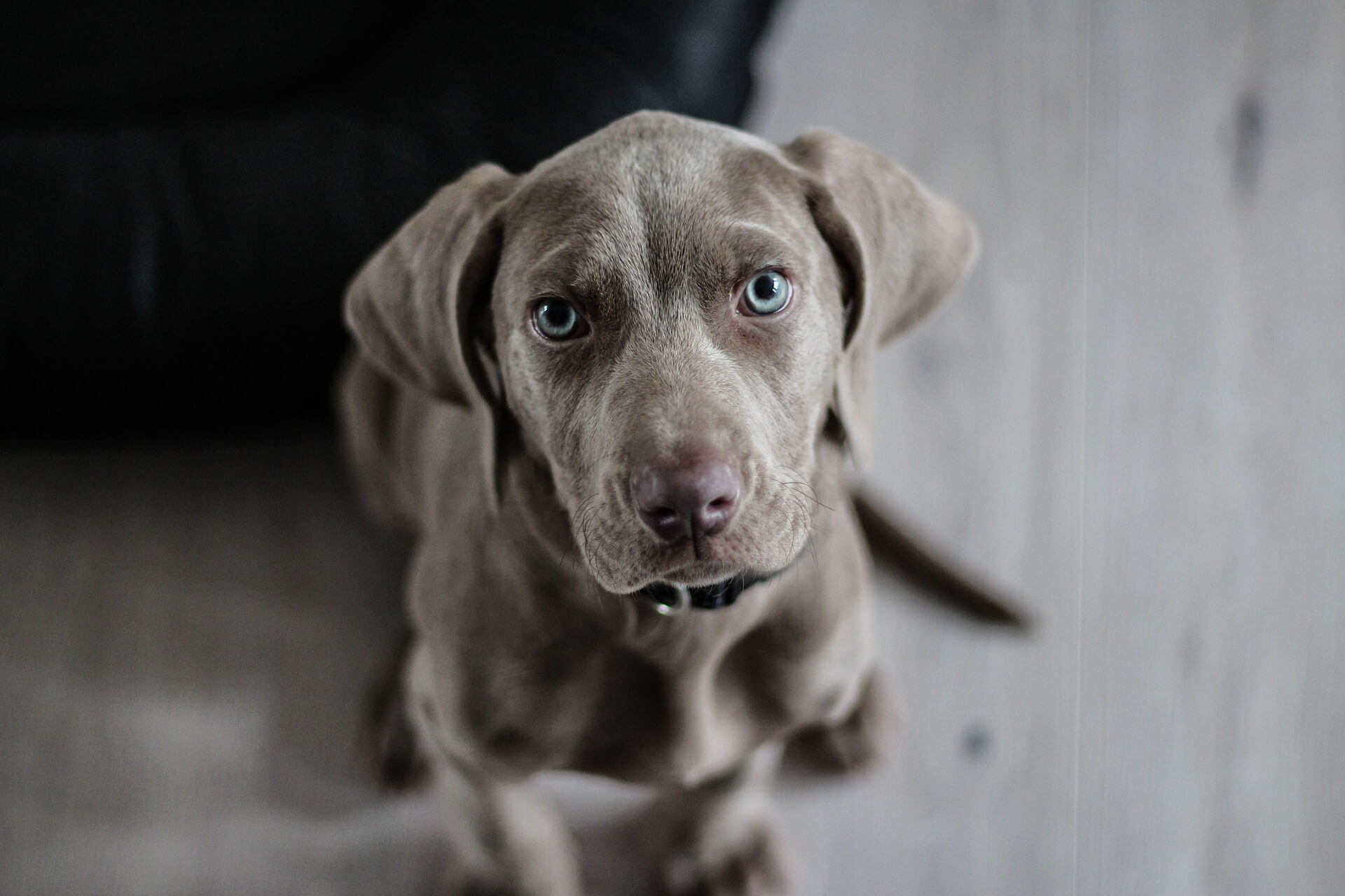 【夢占い】夢に出てきた犬はどんな色だった？