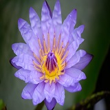 凛音（りおん）先生