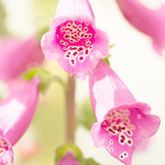 心奏（このか）先生