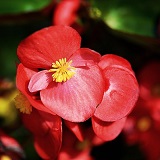 由那（ゆうな）先生