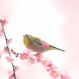 真穂美（まほみ）先生