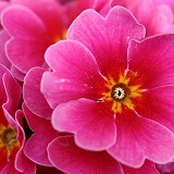 紗悠莉（さゆり）先生