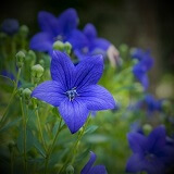 美麗（びれい）先生