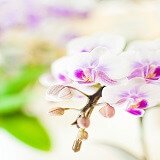 蘭花（らんか）先生