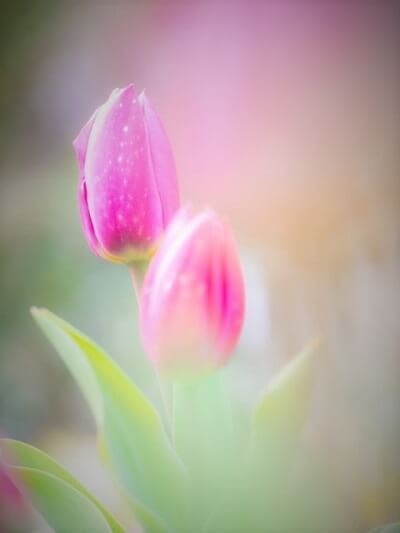 優月（ゆづき）先生