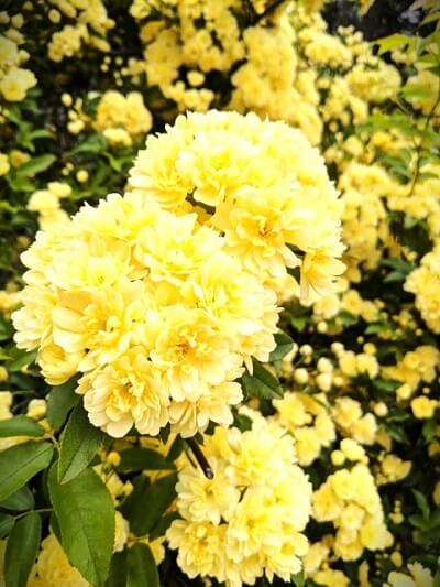 愛帝音（あてね）先生