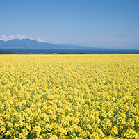 真千花（まちか）先生