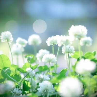 羽 （つばさ）先生