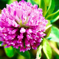 菅野つぐみ（すがのつぐみ）先生