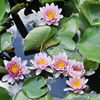 菜月（なつき）先生