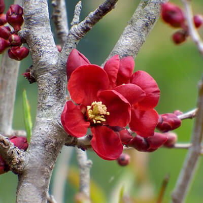 愛純（あずみ）先生