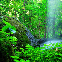 桐宝（きりほ）先生