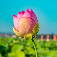 花盛（はなもり）先生