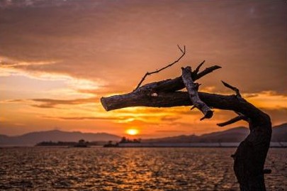 蓮伽（れんか）先生