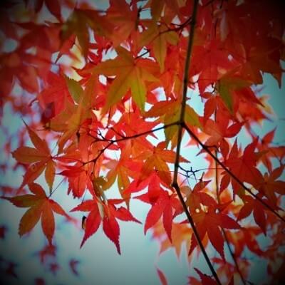 薫 (かおる)先生