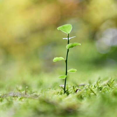 鈴子（りんこ）先生