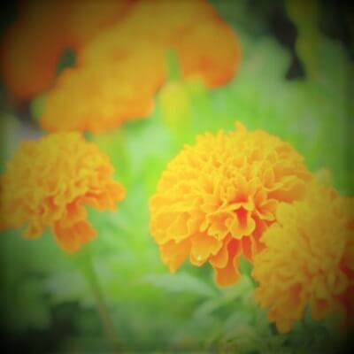 陽菜羽（ひはな）先生