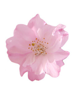 桜咲（さくらざき）先生