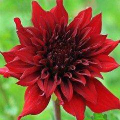 天羽降魔（あもうごうま）先生