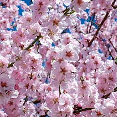 山入端 桜子（やまのは さくらこ）先生