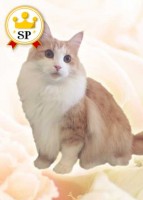 未麗（みれい）先生