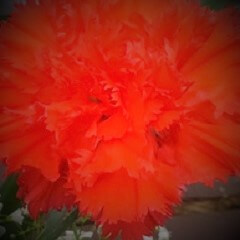 槻華仙（けやきかせん）先生