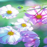 美桜奈（みおな）先生