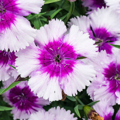 蘇芳秀頼（すどうひでより）先生