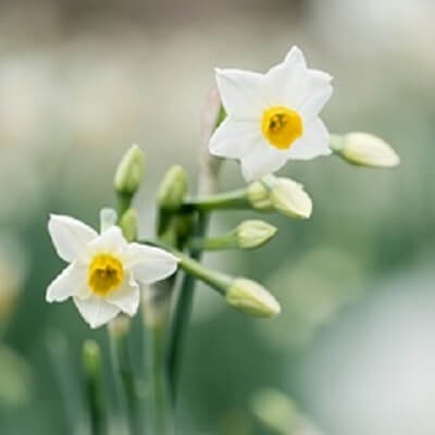 香月 逢花（こうげつ あいか）先生