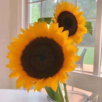 琥珀（こはく）先生